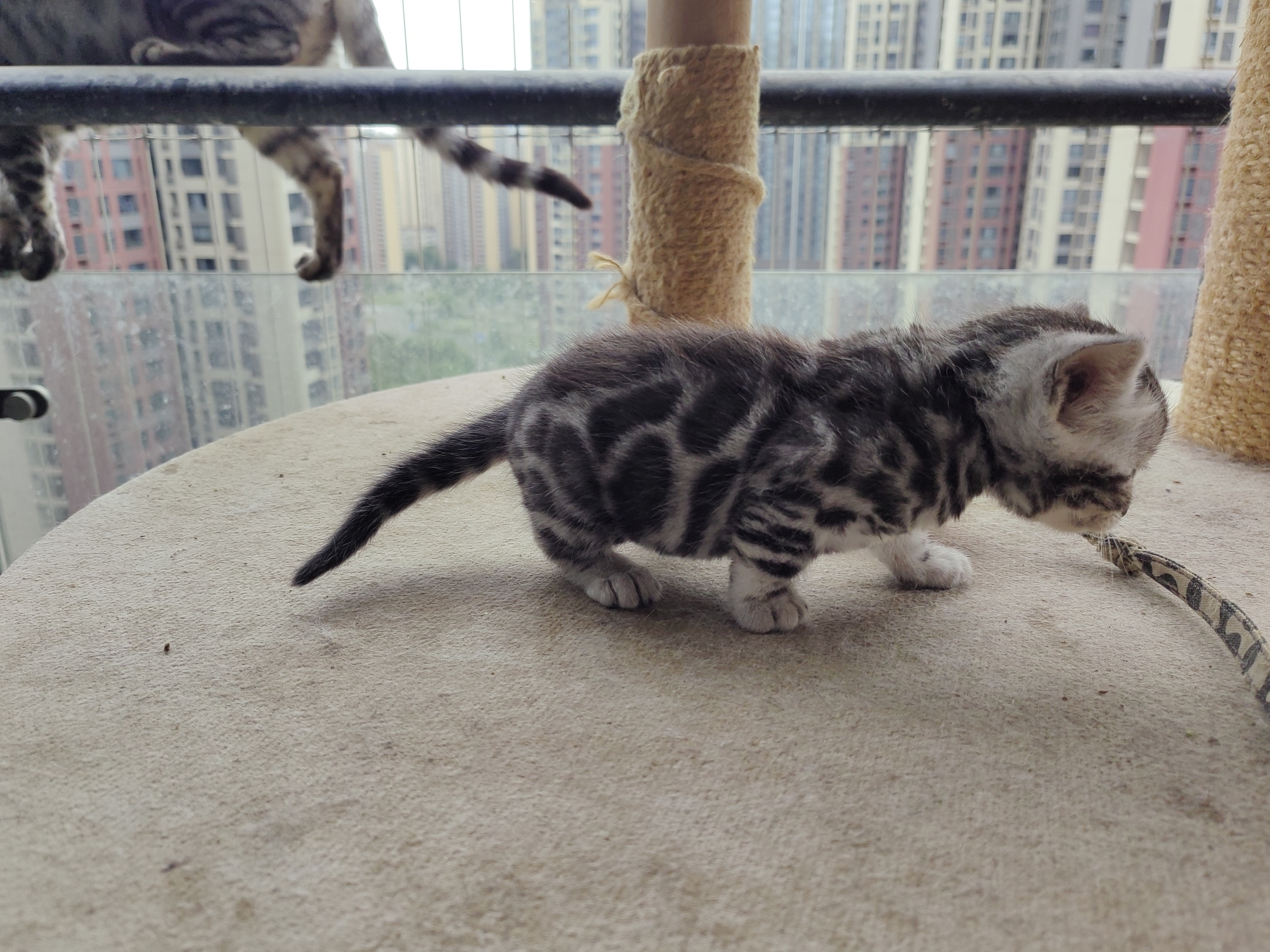 银色豹猫